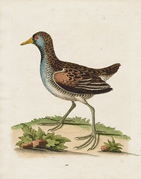 George Edwards Bird Print Water Hen - Panteek Antique Prints