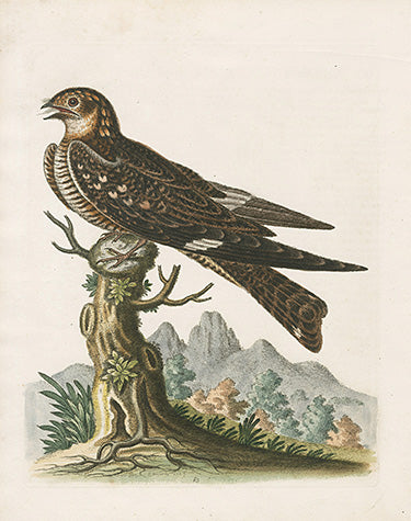 George Edwards Bird Print Whip-Poor-Will
