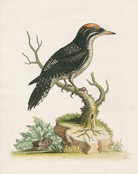 George Edwards Bird Print Wood Pecker - Panteek Antique Prints