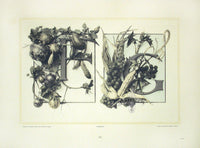 Gerlach & Schenk Antique Alphabet Floral Letters F & G - Panteek Antique Prints