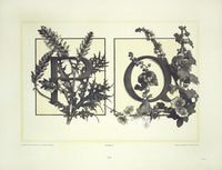 Gerlach & Schenk Antique Alphabet Floral Letters P & Q - Panteek Antique Prints