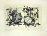 Gerlach & Schenk Antique Alphabet Floral Letters Q & R - Panteek Antique Prints