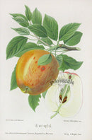 Goethe Original Chromolithograph  Fruits 1894 Alant Apple - Panteek Antique Prints