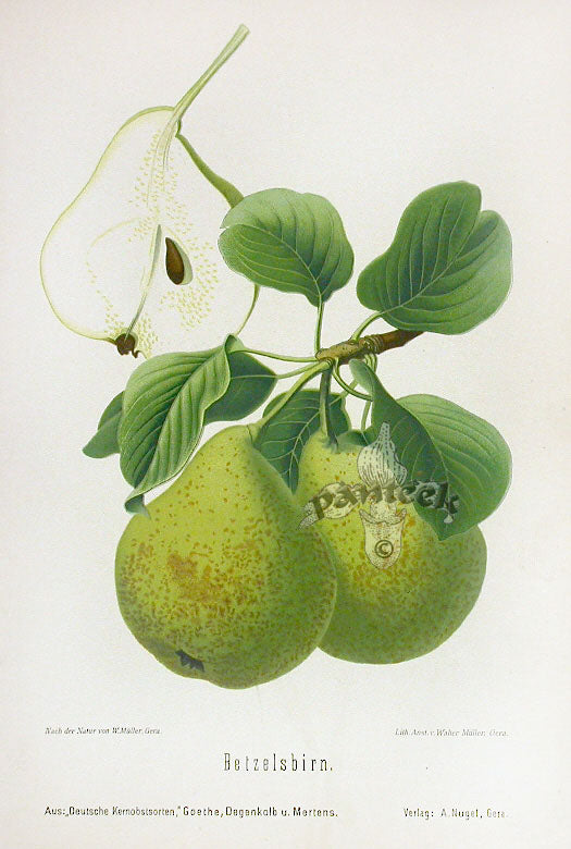 Goethe Original Chromolithograph  Fruits 1894 Betzel Pear