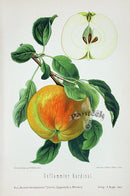 Goethe Original Chromolithograph  Fruits 1894 Cardinal Apple - Panteek Antique Prints