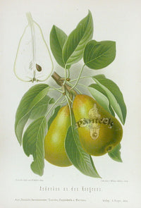 Goethe Original Chromolithograph  Fruits 1894 Congress Pear - Panteek Antique Prints