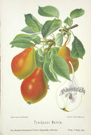 Goethe Original Chromolithograph  Fruits 1894 Dried Martin Pear - Panteek Antique Prints