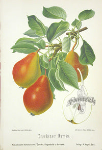 Goethe Original Chromolithograph  Fruits 1894 Dried Martin Pear - Panteek Antique Prints