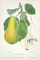Goethe Original Chromolithograph  Fruits 1894 Pastorenbirn Pear - Panteek Antique Prints