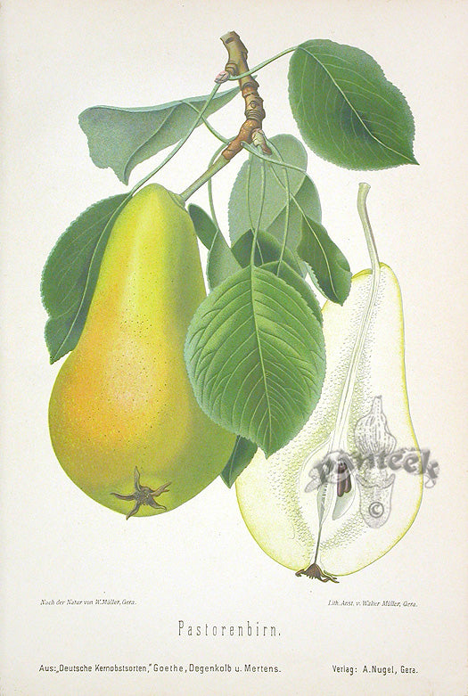 Goethe Original Chromolithograph  Fruits 1894 Pastorenbirn Pear