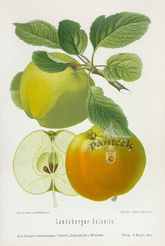 Goethe Original Chromolithograph  Fruits 1894 Reinette Apple