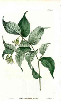 Green Flowered Uvularia Curtis Carnivorous Botanical - Panteek Antique Prints