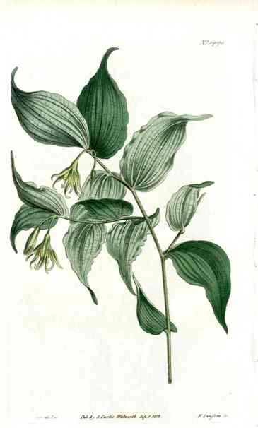 Green Flowered Uvularia Curtis Carnivorous Botanical