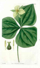 Green Trillium Erectuss Curtis Carnivorous Botanical - Panteek Antique Prints
