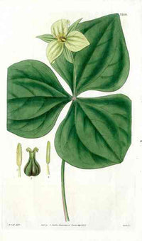 Green Trillium Erectuss Curtis Carnivorous Botanical - Panteek Antique Prints