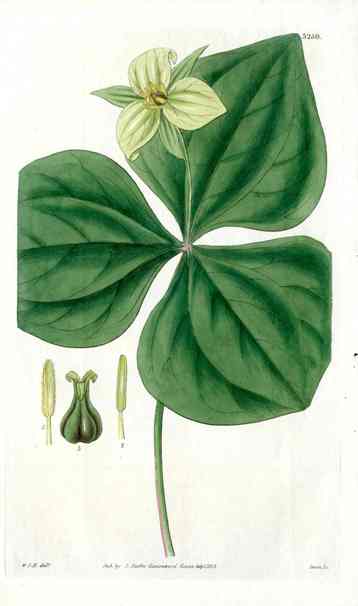 Green Trillium Erectuss Curtis Carnivorous Botanical