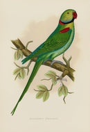 Greene Antique Print Alexandrine Parrakeet - Panteek Antique Prints