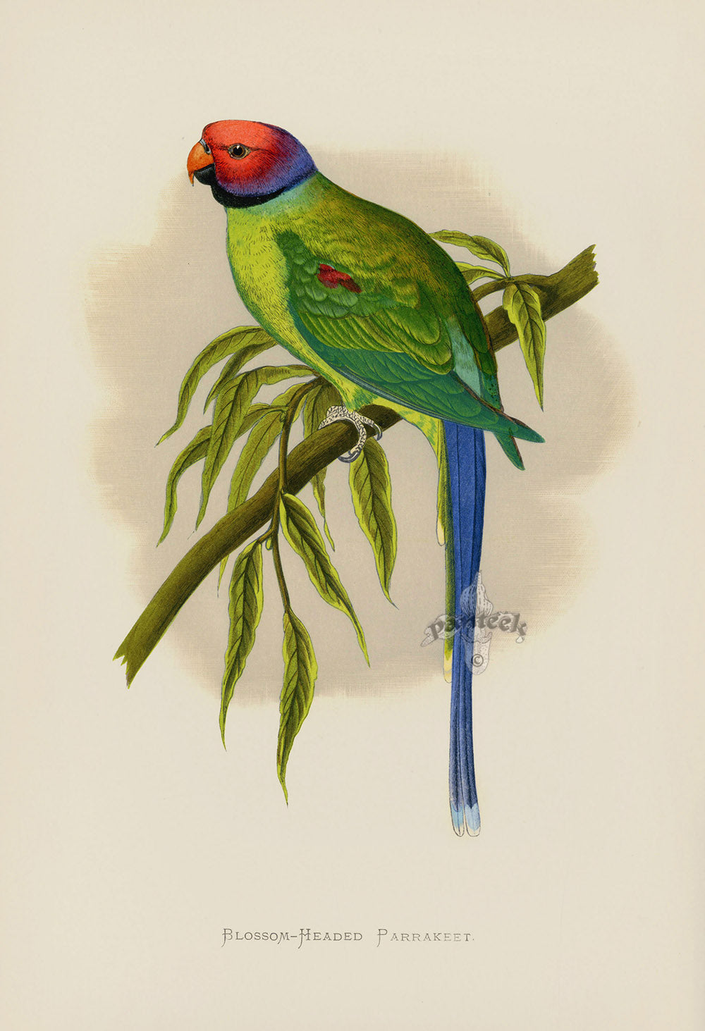 Greene Antique Print Blossom-Headed Parrakeet