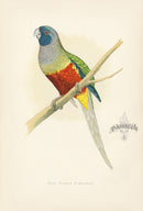 Greene Antique Print Blue Bonnet Parrakeet - Panteek Antique Prints
