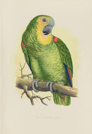 Greene Antique Print Blue-Fronted Amazon - Panteek Antique Prints