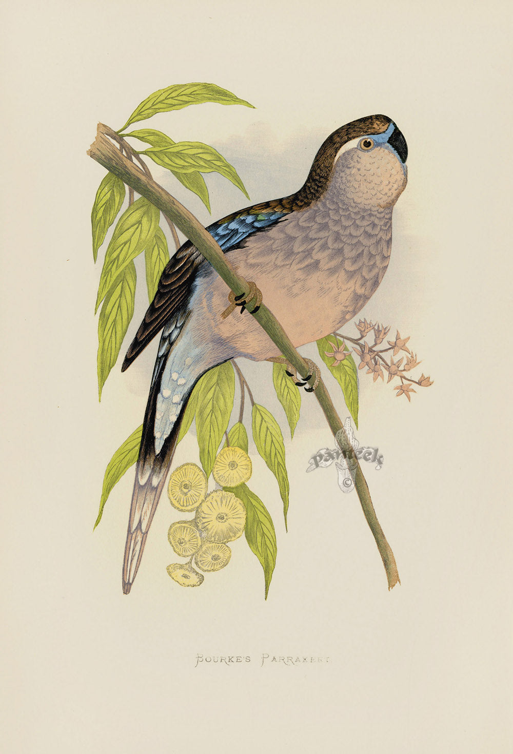 Greene Antique Print Bourke's Parrakeet