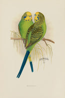 Greene Antique Print Budgerigar - Panteek Antique Prints