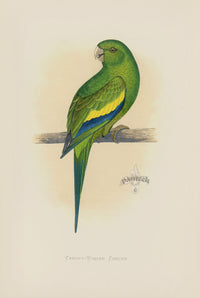 Greene Antique Print Canary-Winged Conure - Panteek Antique Prints