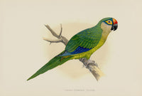 Greene Antique Print Conure - Panteek Antique Prints