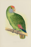 Greene Antique Print Dufresne's Amazon - Panteek Antique Prints