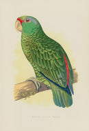 Greene Antique Print Festive Amazon Parrot - Panteek Antique Prints