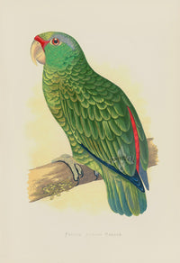Greene Antique Print Festive Amazon Parrot - Panteek Antique Prints