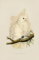 Greene Antique Print Goffin's Cockatoo - Panteek Antique Prints