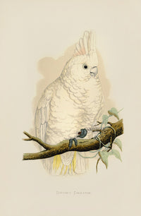Greene Antique Print Goffin's Cockatoo - Panteek Antique Prints