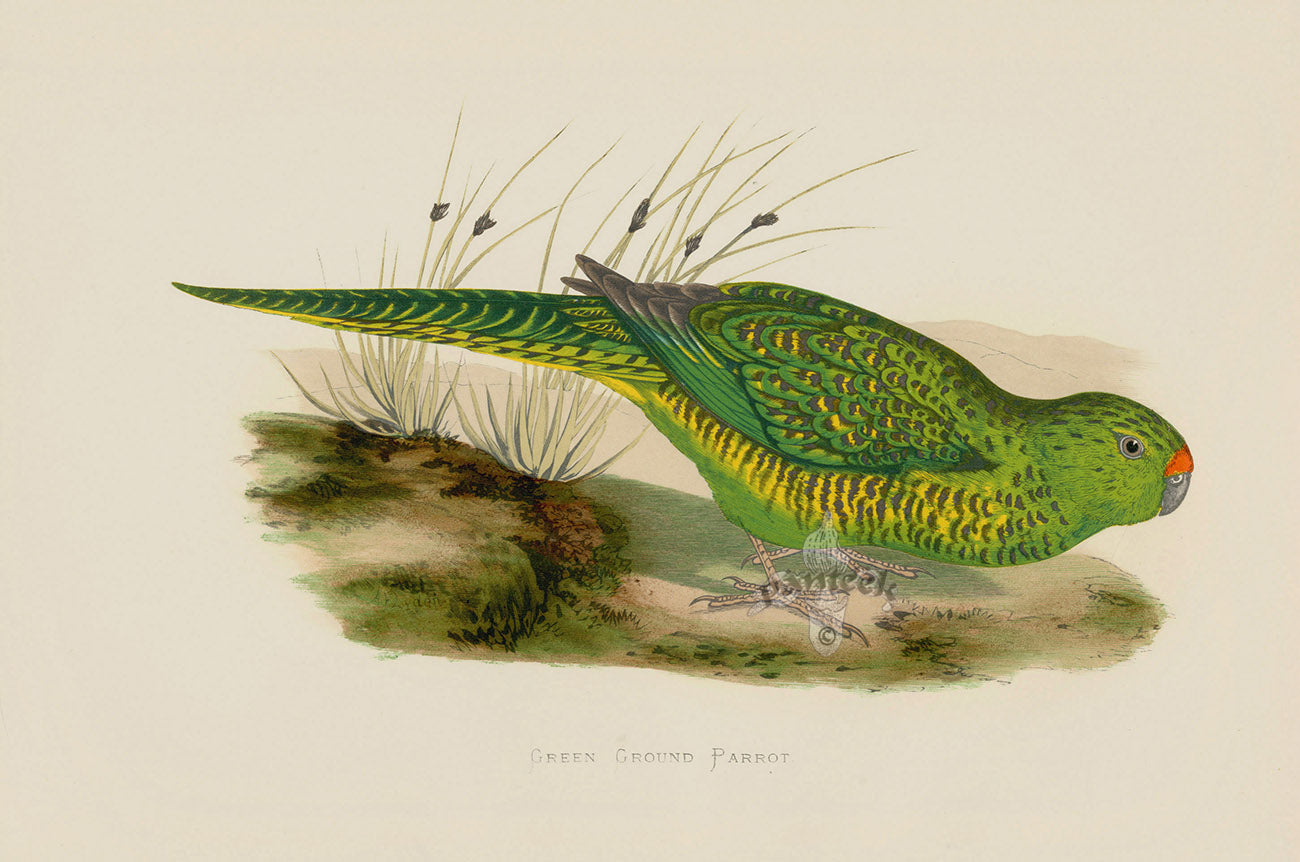 Greene Antique Print Green Ground Parrot