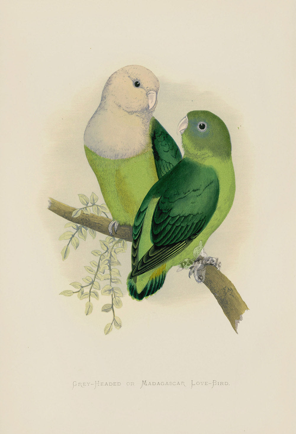 Greene Antique Print Grey-Headed Love-Bird