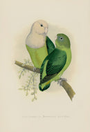 Greene Antique Print Grey-Headed Love-Bird - Panteek Antique Prints