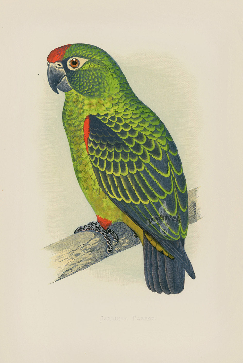 Greene Antique Print Jardine's Parrot