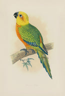 Greene Antique Print Jendaya Conure - Panteek Antique Prints
