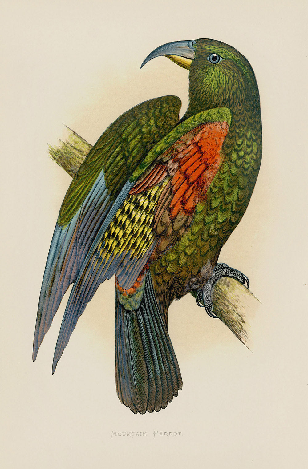 Greene Antique Print Mountain Parrot