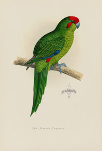 Greene Antique Print New Zealand Parrakeet - Panteek Antique Prints