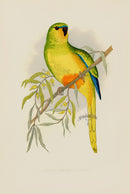 Greene Antique Print Orange-Bellied Parrakeet - Panteek Antique Prints