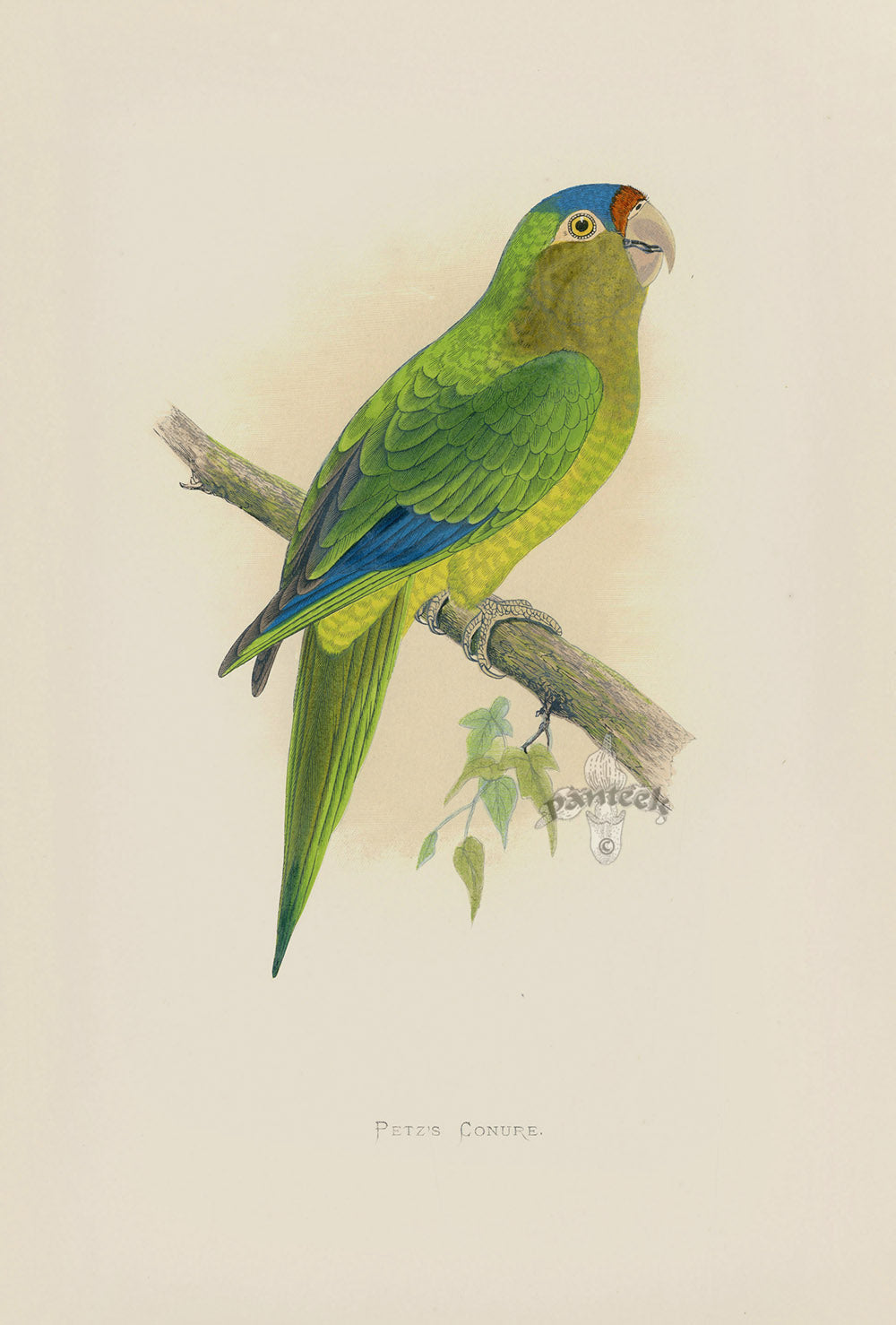 Greene Antique Print Petz's Conure