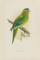Greene Antique Print Petz's Conure - Panteek Antique Prints