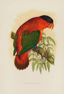 Greene Antique Print Purple-Capped Lory - Panteek Antique Prints