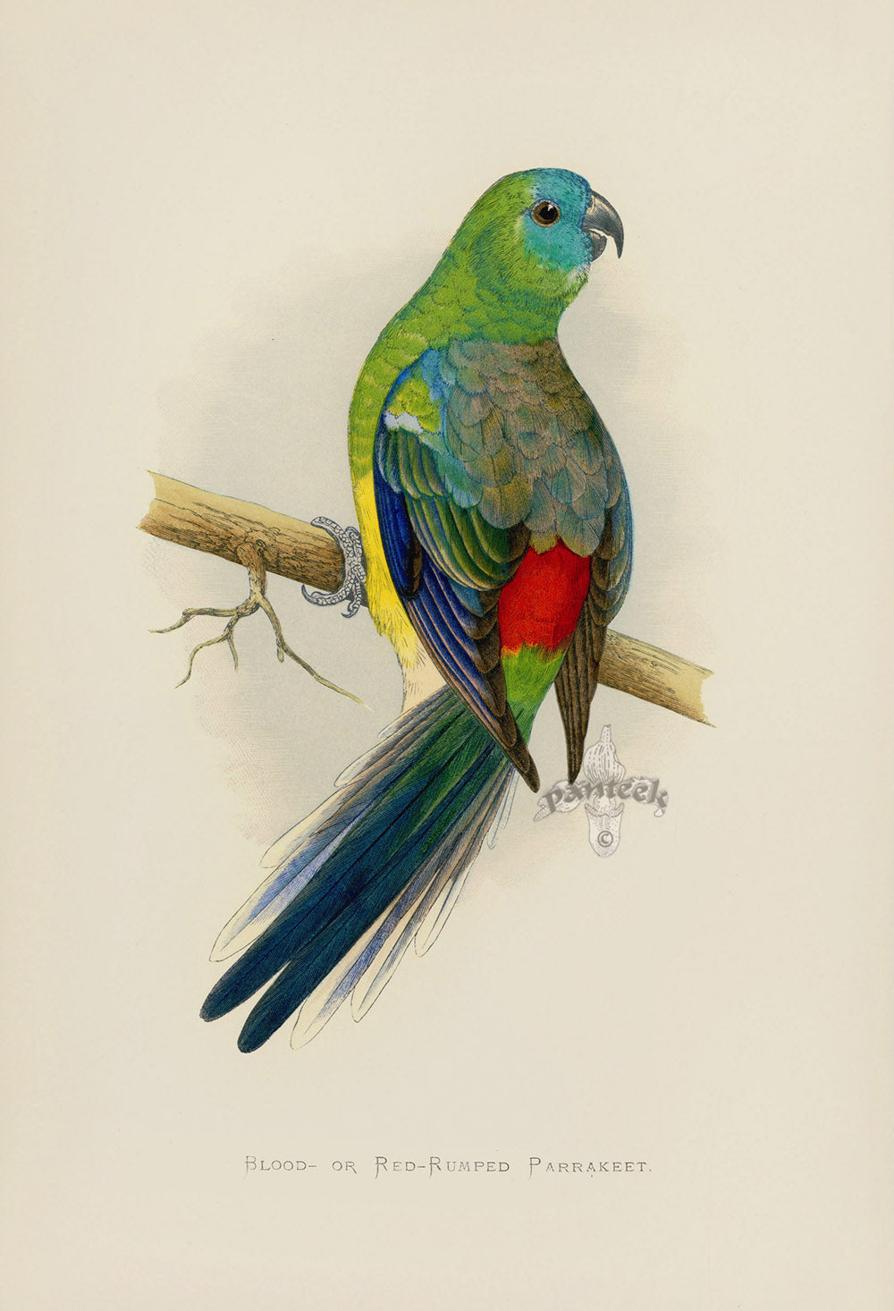 Greene Antique Print Red-Rumped Parrakeet
