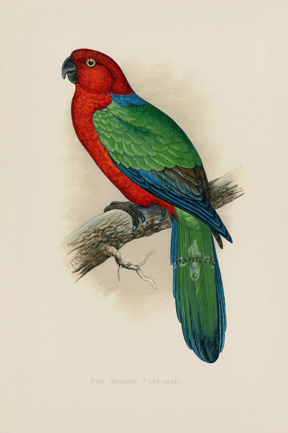 Greene Antique Print Red Shining Parrakeet
