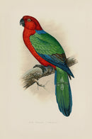 Greene Antique Print Red Shining Parrakeet - Panteek Antique Prints