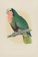 Greene Antique Print Red-Throated White-Fronted Amazon - Panteek Antique Prints