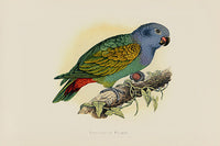 Greene Antique Print Red-Vented Parrot - Panteek Antique Prints