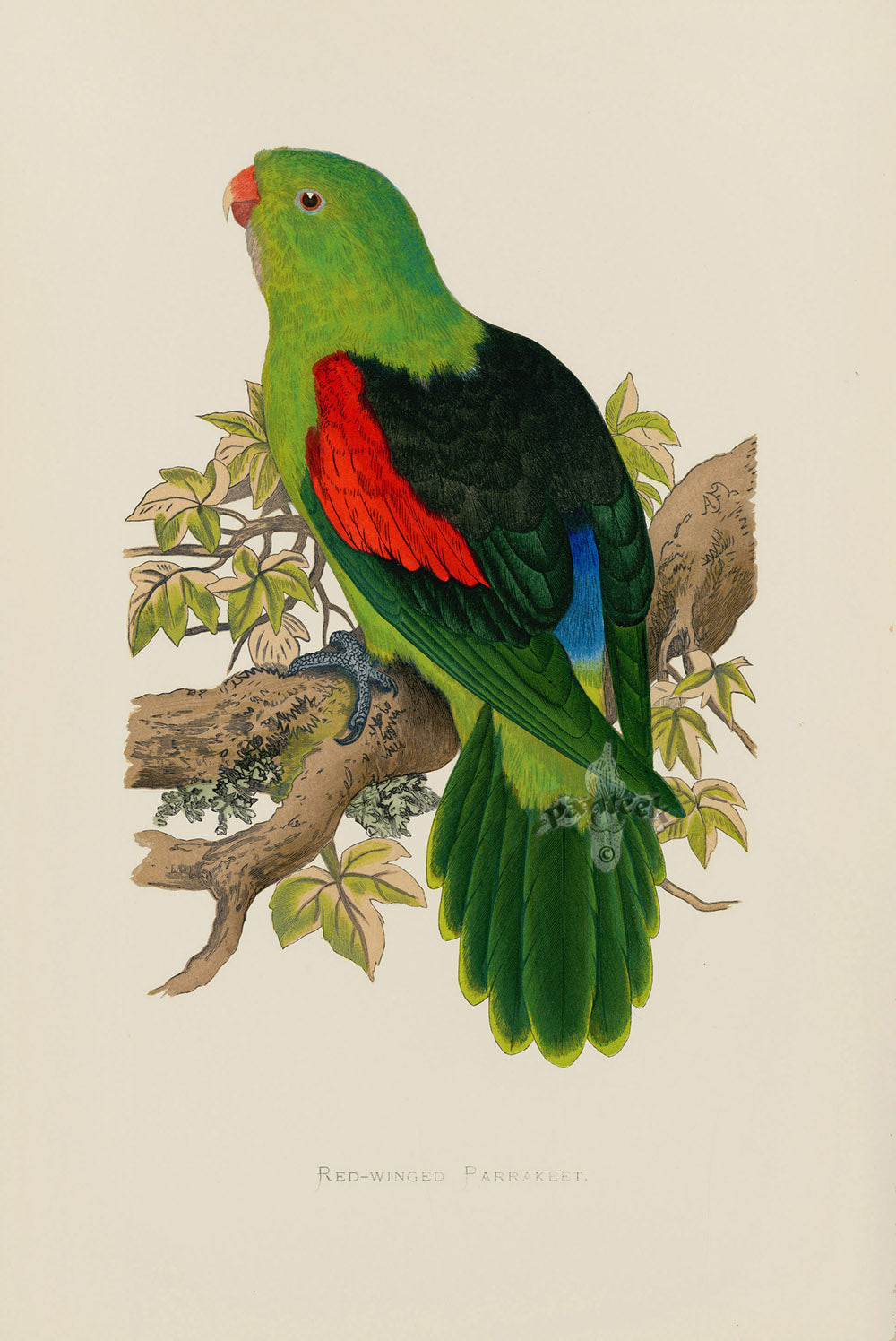 Greene Antique Print Red-Winged Parrakeet
